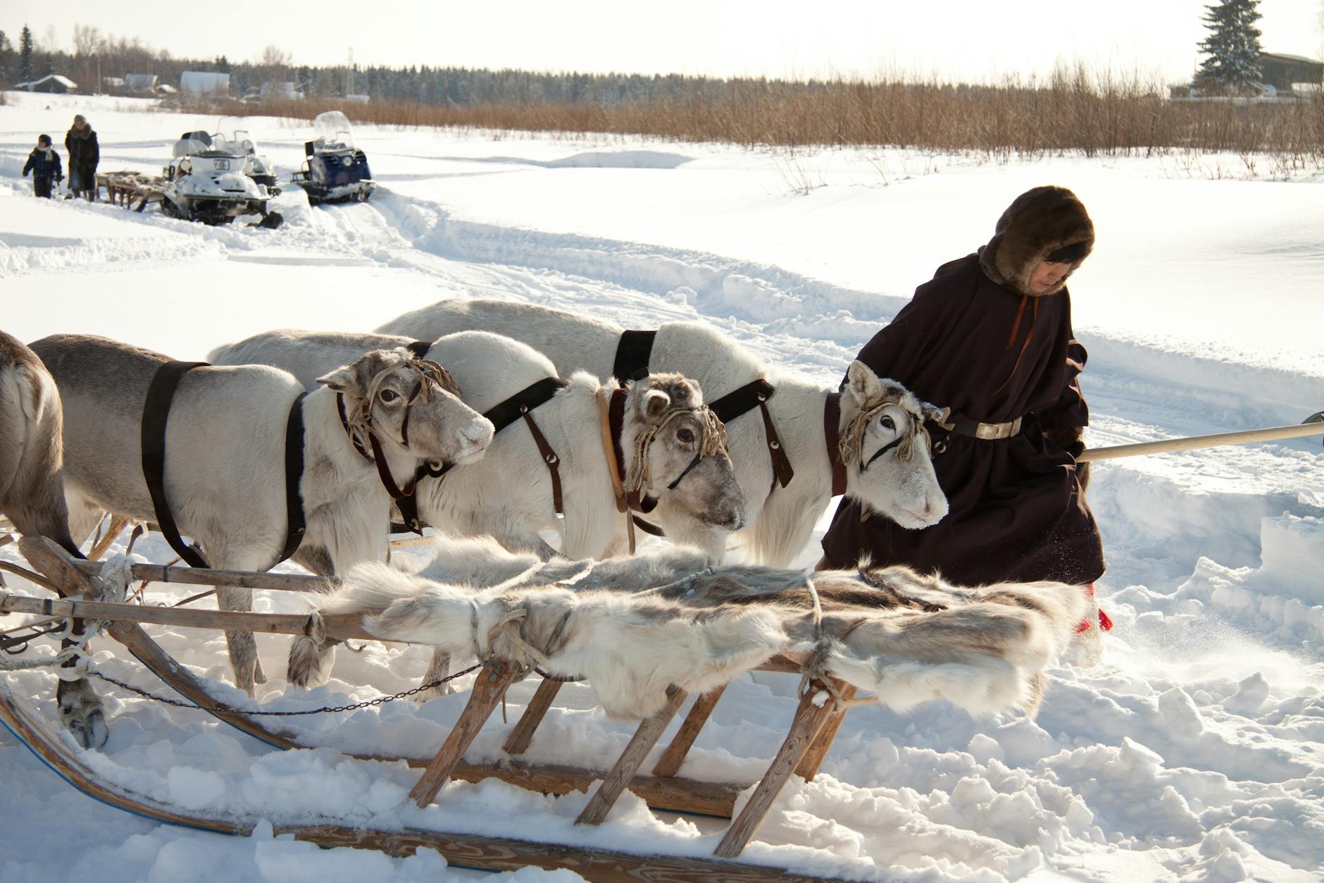 Mężczyzna prowadzi renifera z saniami po ośnieżonej lapońskiej tundrze