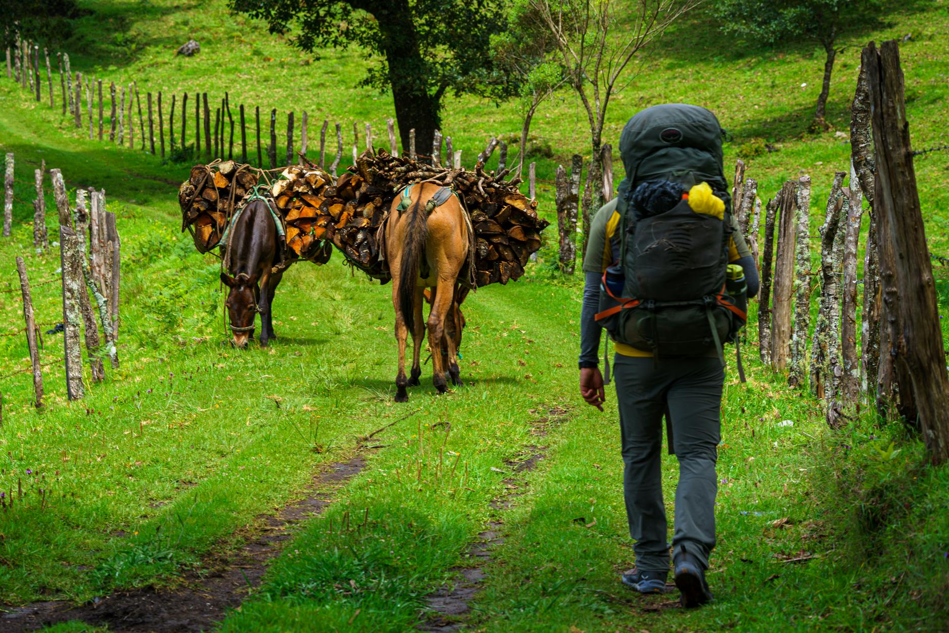 Podróżnik z plecakiem idzie za osłami objuczonymi ładunkiem w Nebaj, Gwatemala