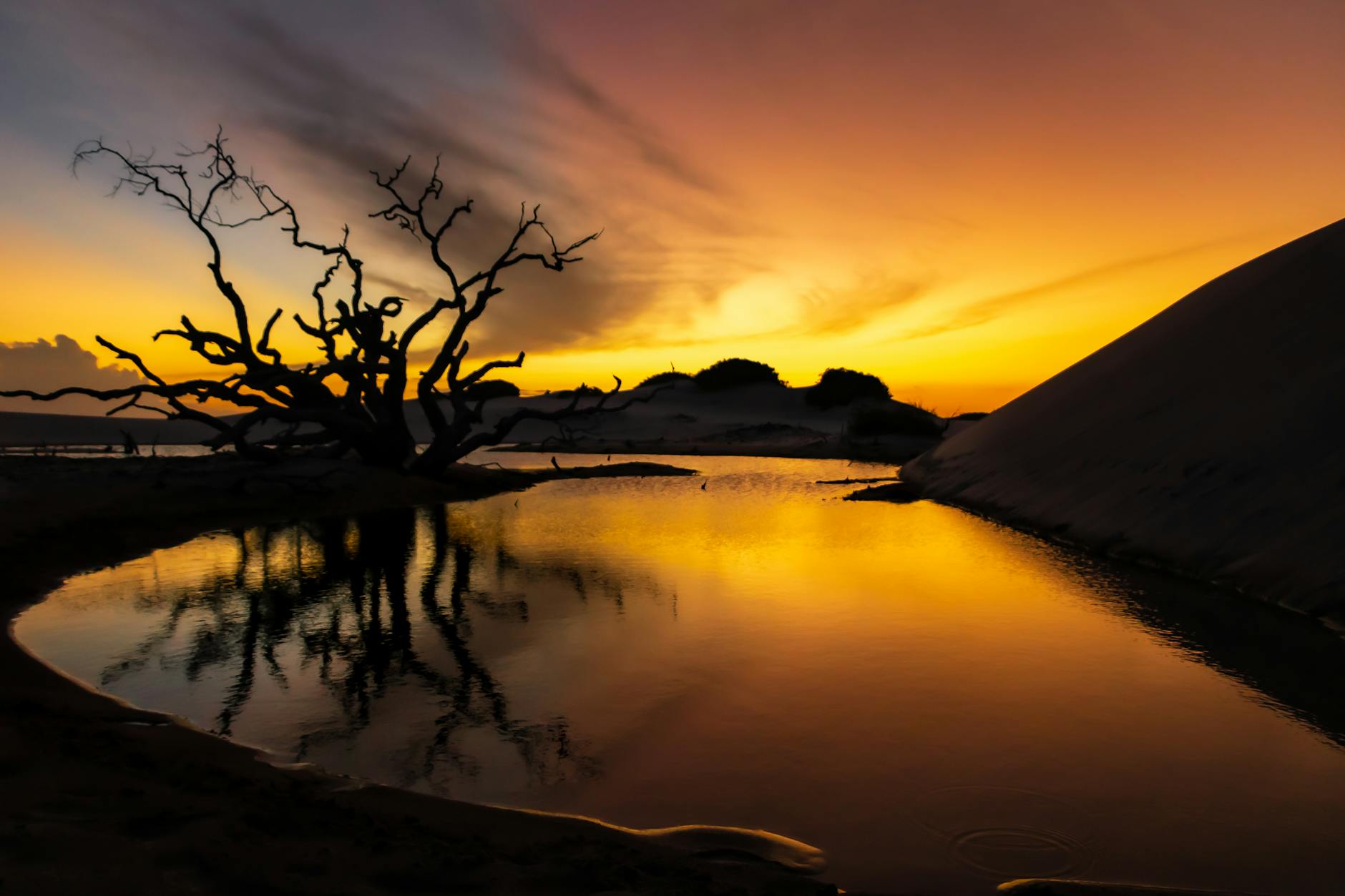 Sylwetka drzewa nad laguną w Barreirinhas o zachodzie słońca